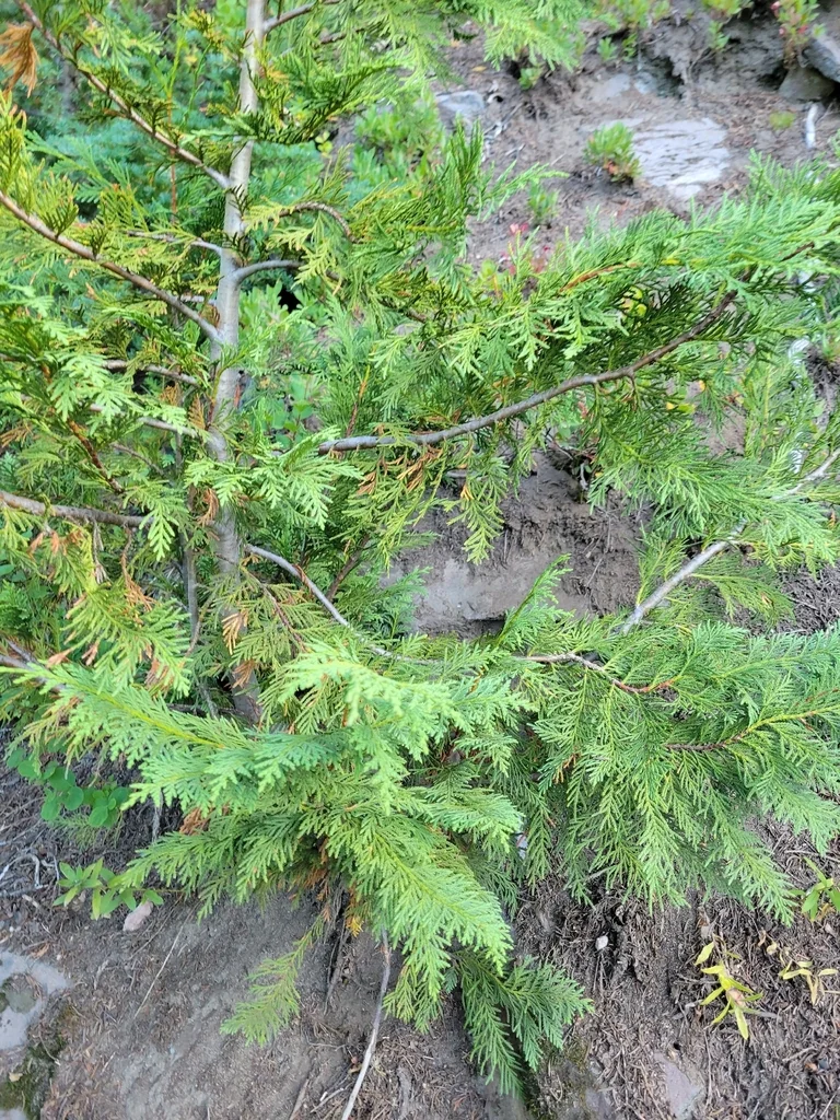 Callitropsis Nootkatensis