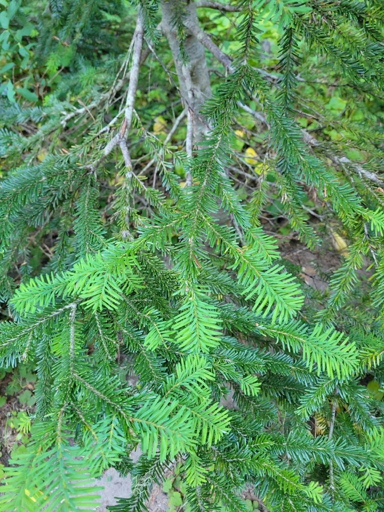 Abies Amabilis