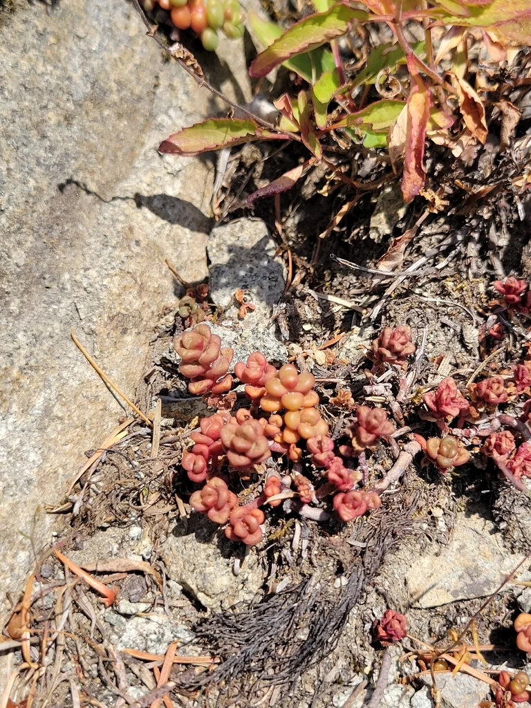 Sedum Divergens