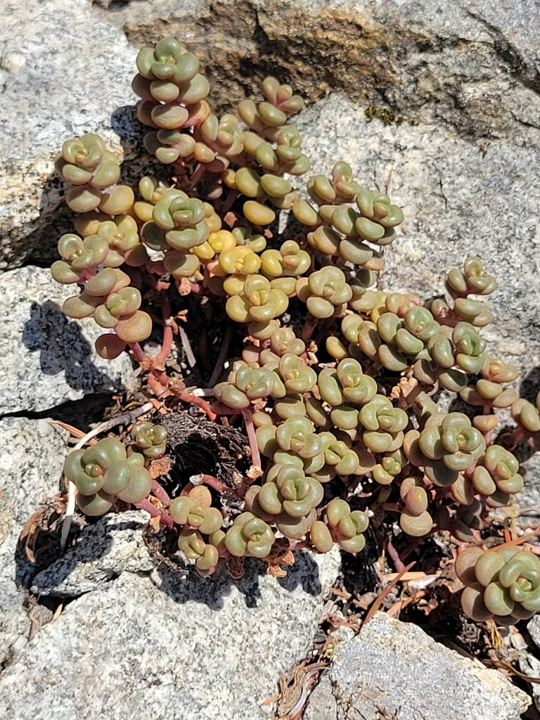 Sedum Divergens