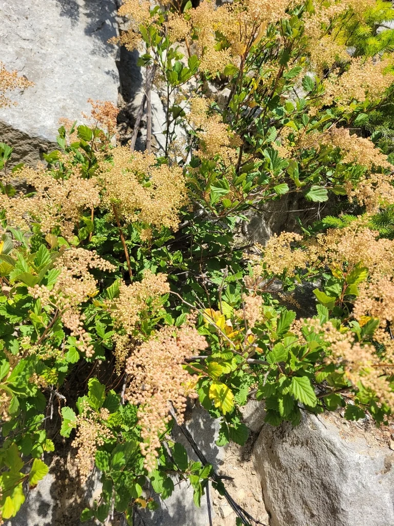 Holodiscus Discolor