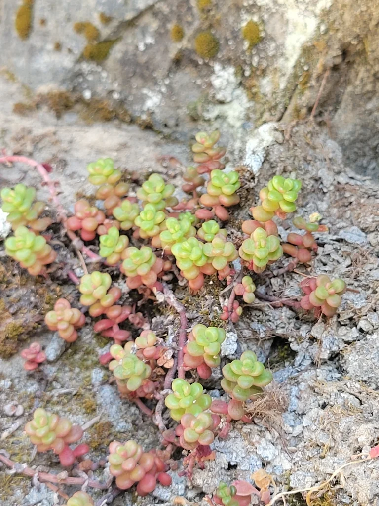 Sedum Divergens