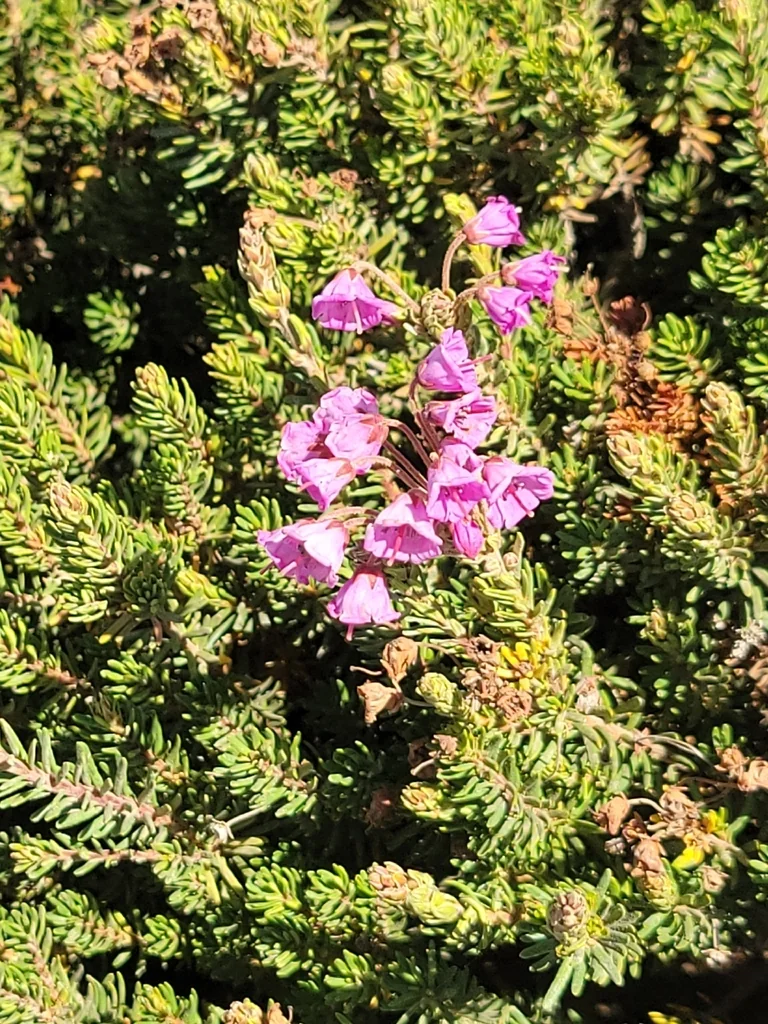 Phyllodoce Empetriformis