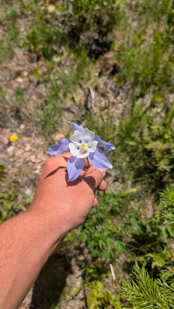Aquilegia Caerulea