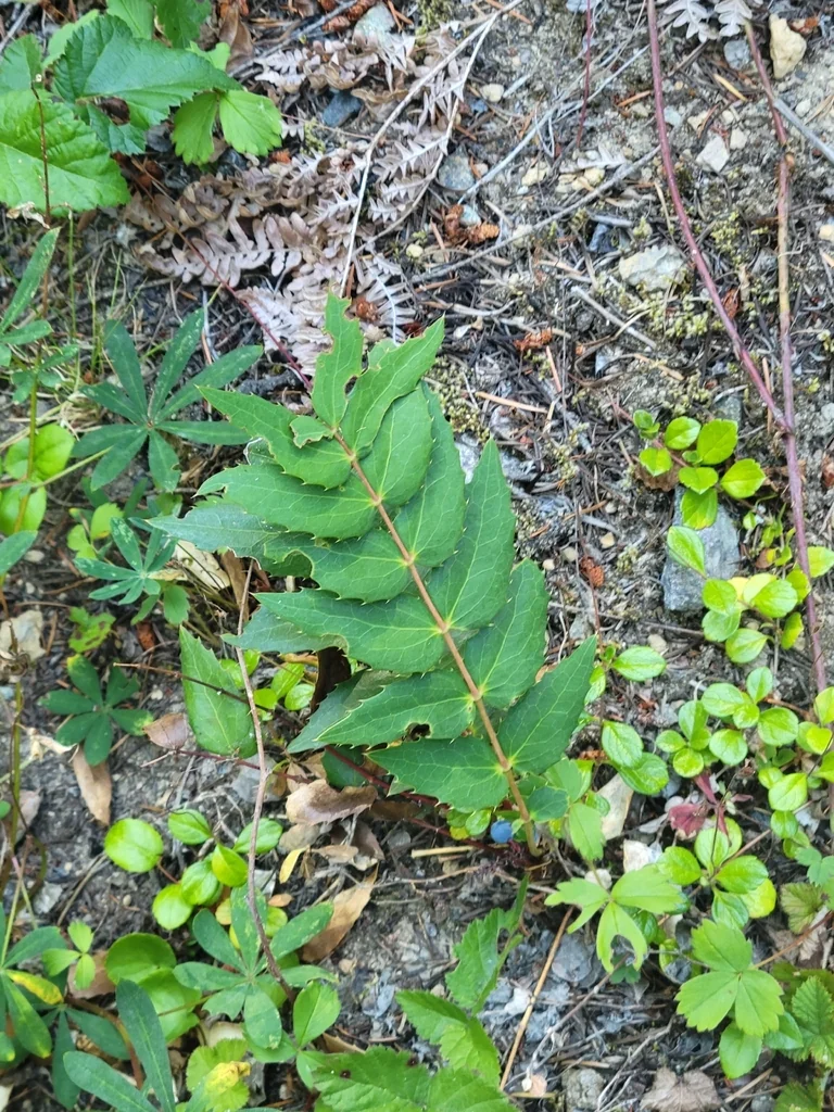 Berberis Nervosa
