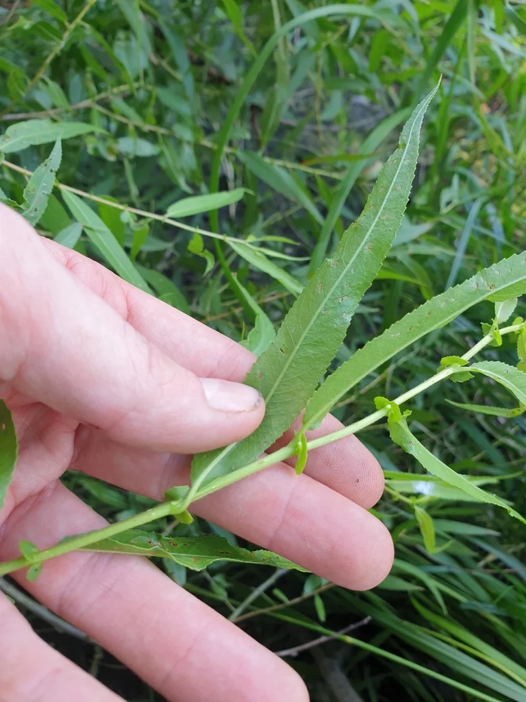 Salix Nigra