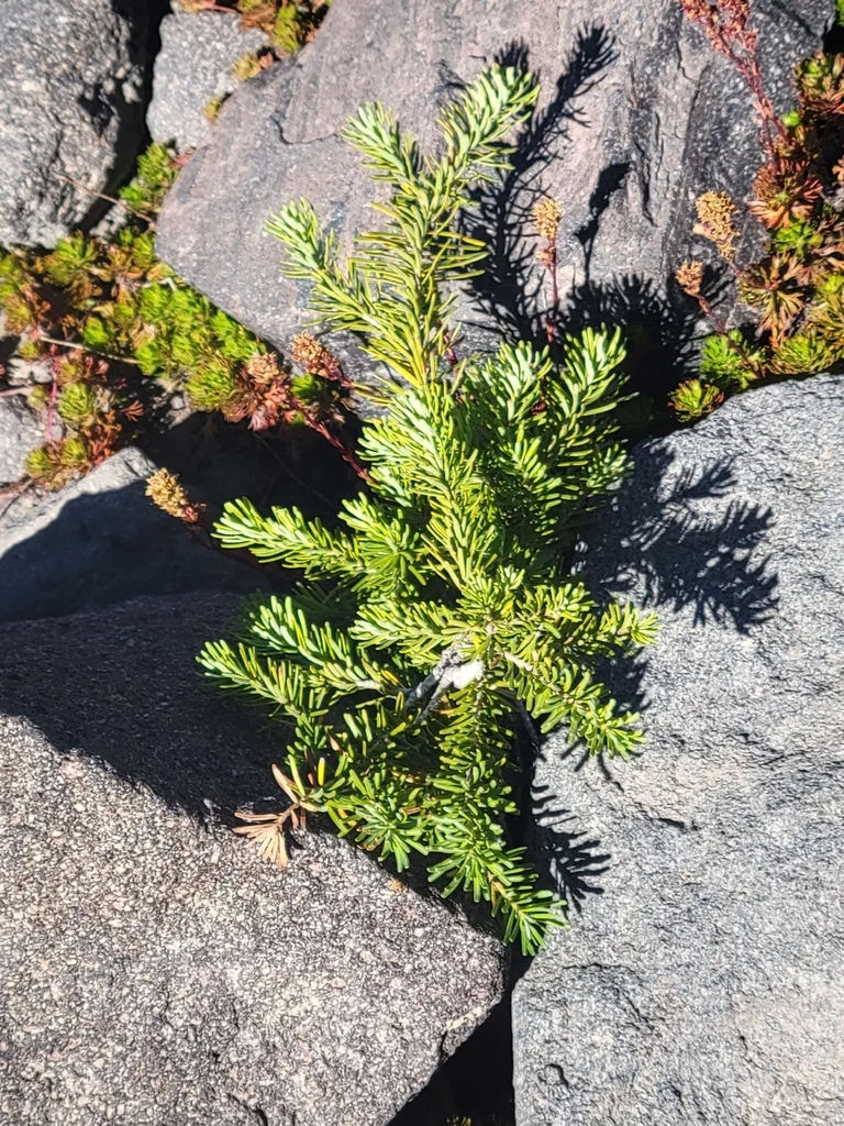 Abies Lasiocarpa