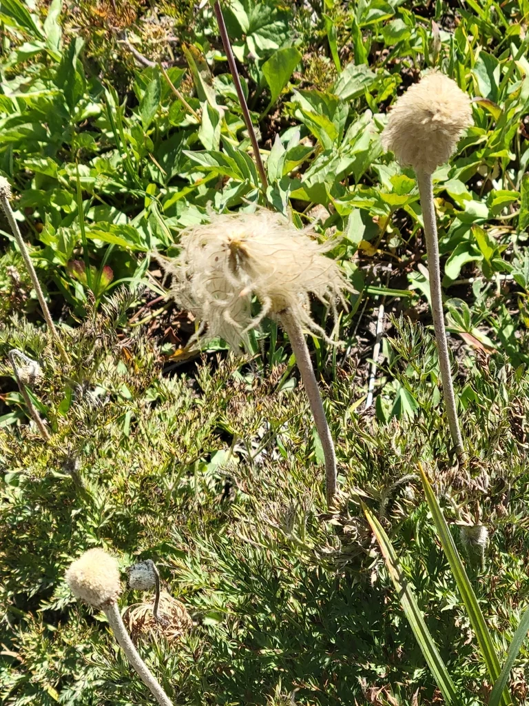 Anemone Occidentalis