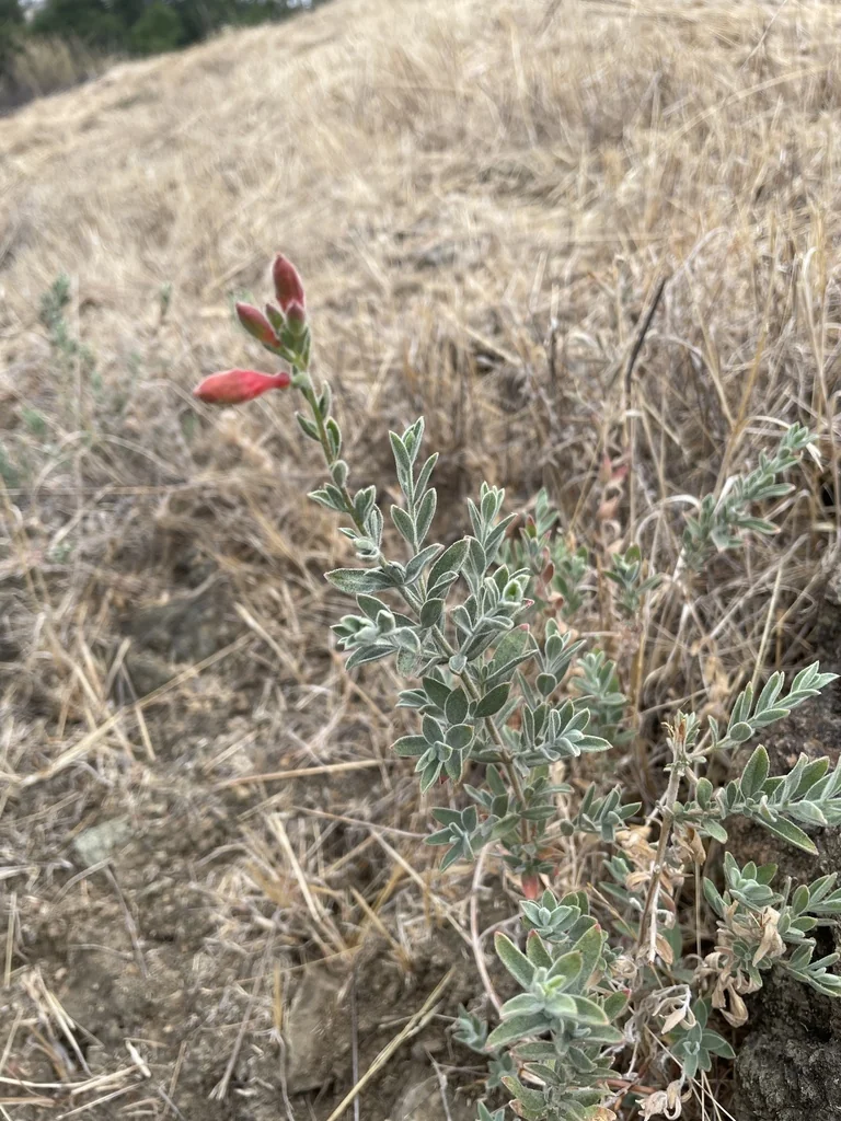 Zauschneria Californica