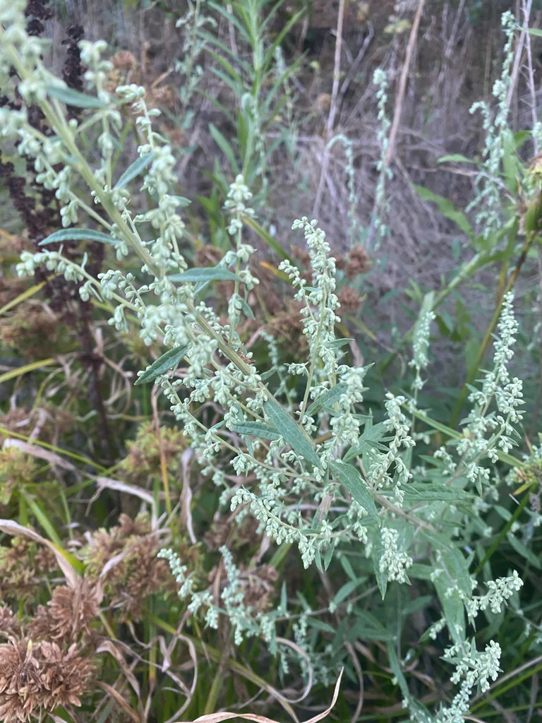 Artemisia Douglasiana