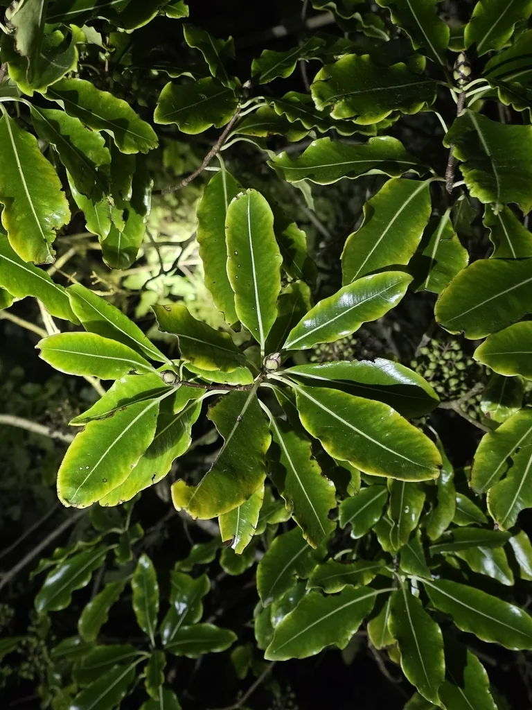 Pittosporum Eugenioides