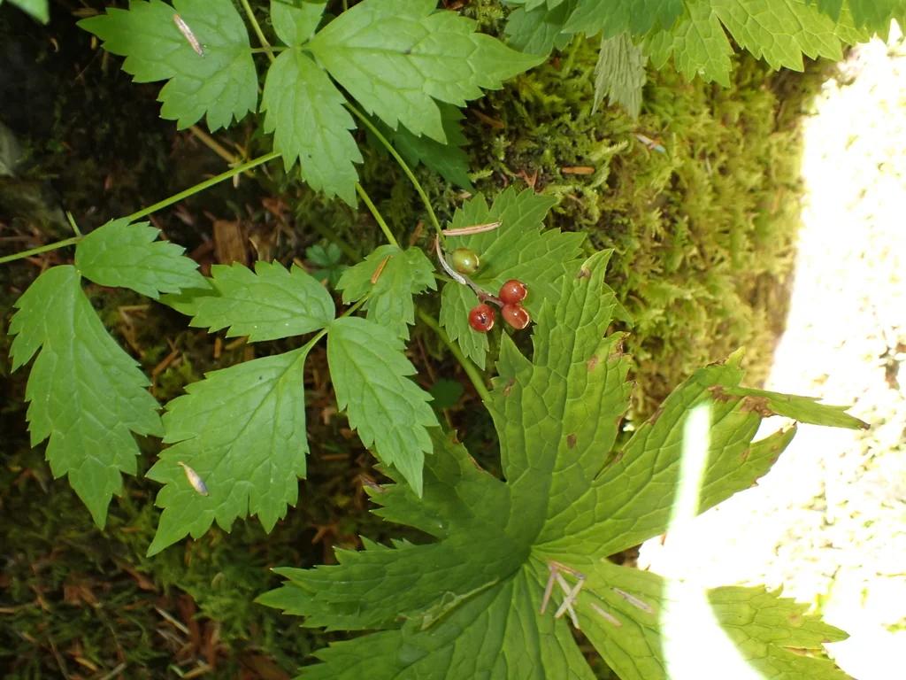 Actaea Rubra