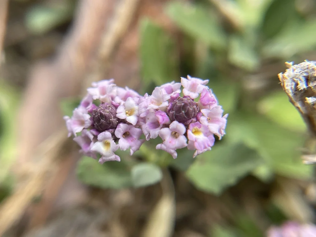 Lippia Nodiflora