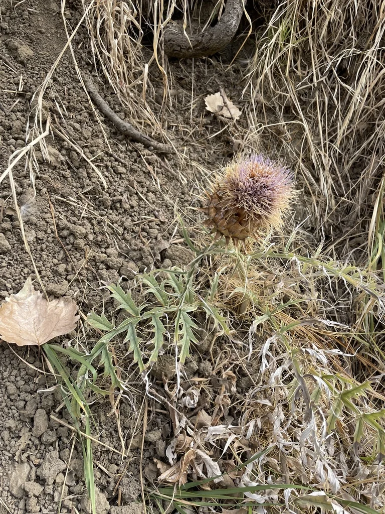 Cynara cardunculus