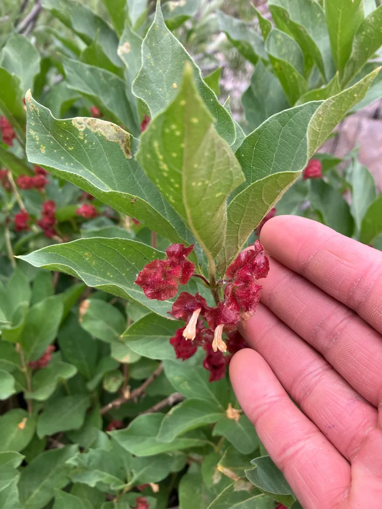 Lonicera Involucrata