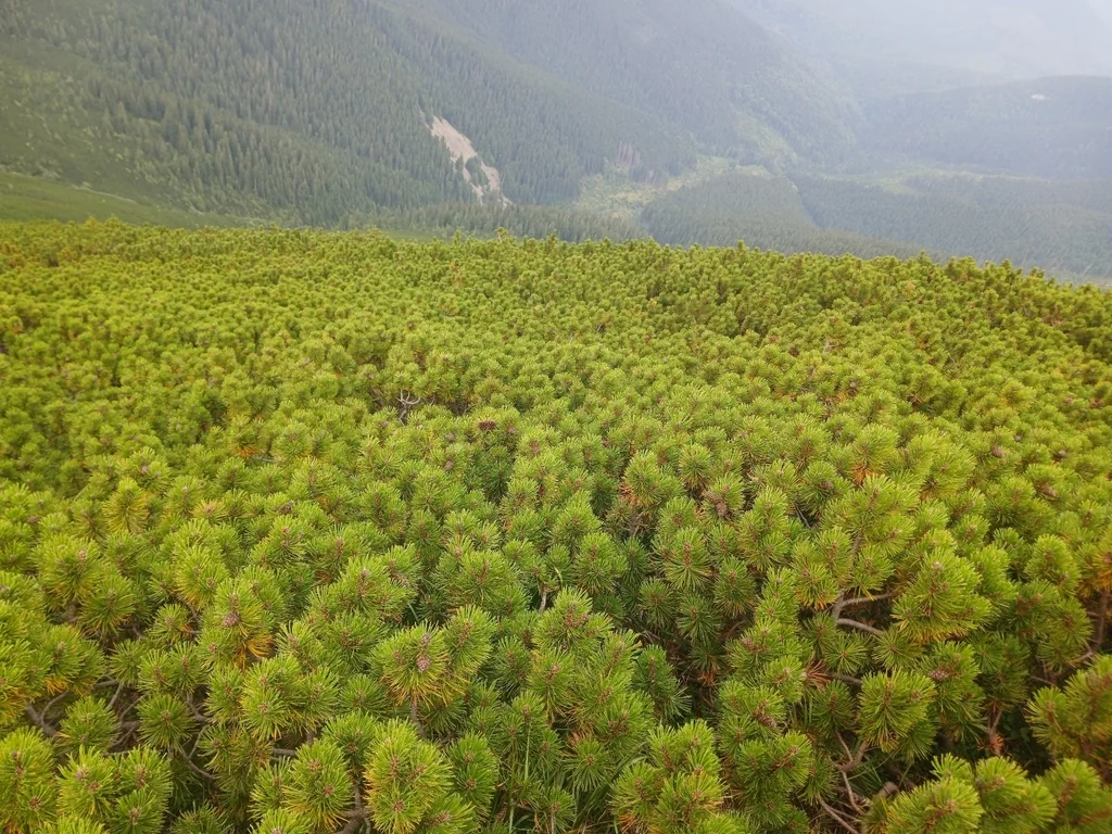 Pinus Mugo Mugo