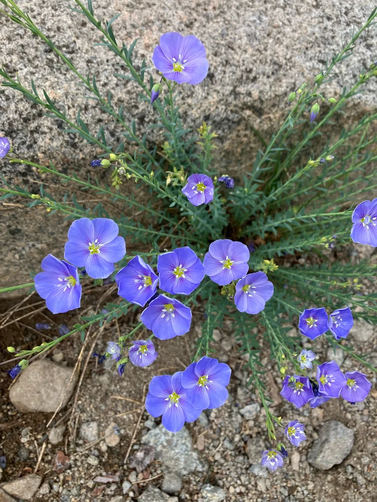 Linum Lewisii