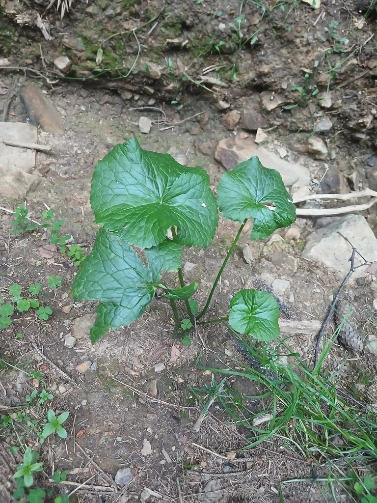 Caltha Palustris