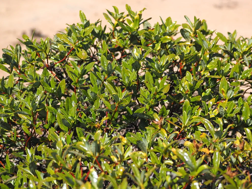 Cistus Ladanifer