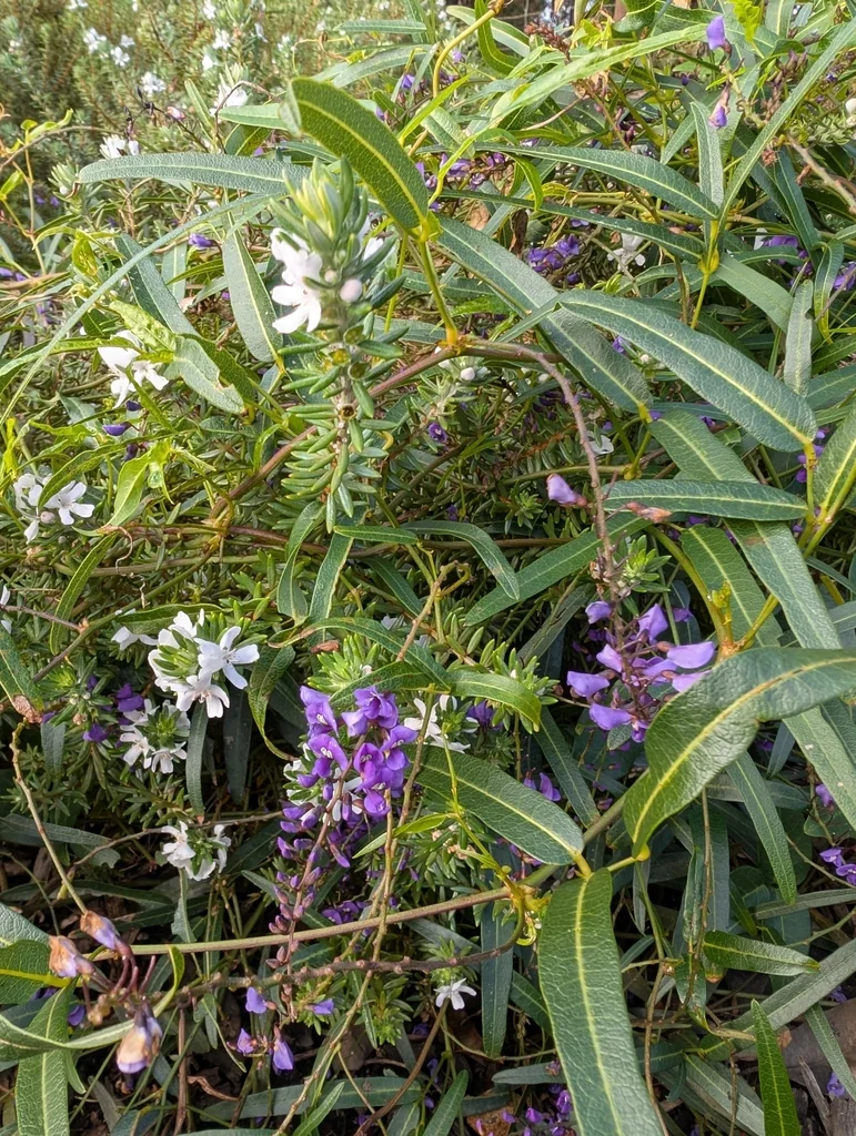 Hardenbergia Comptoniana