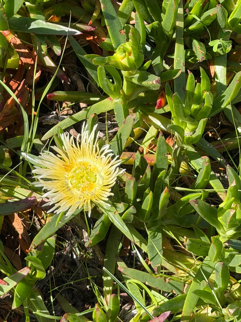 Carpobrotus Edulis