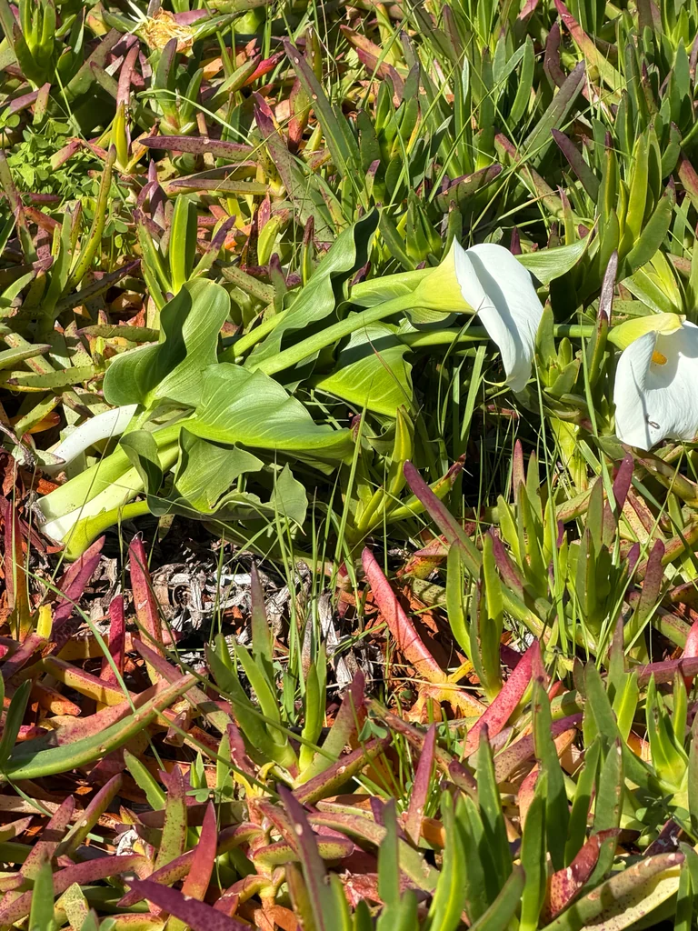Zantedeschia Aethiopica