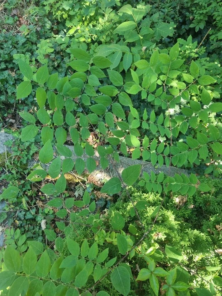 Gymnocladus Dioicus