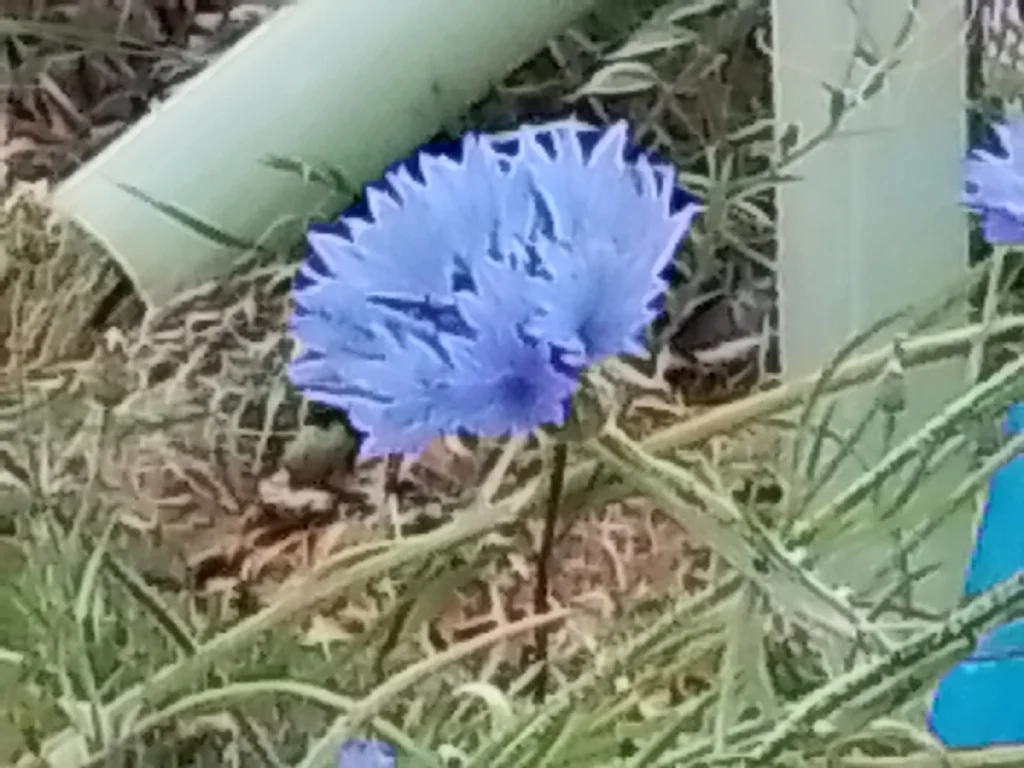 Centaurea Cyanus