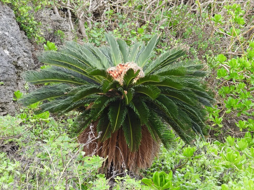 Cycas Revoluta