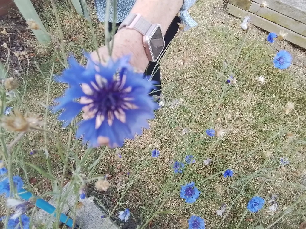 Centaurea Cyanus
