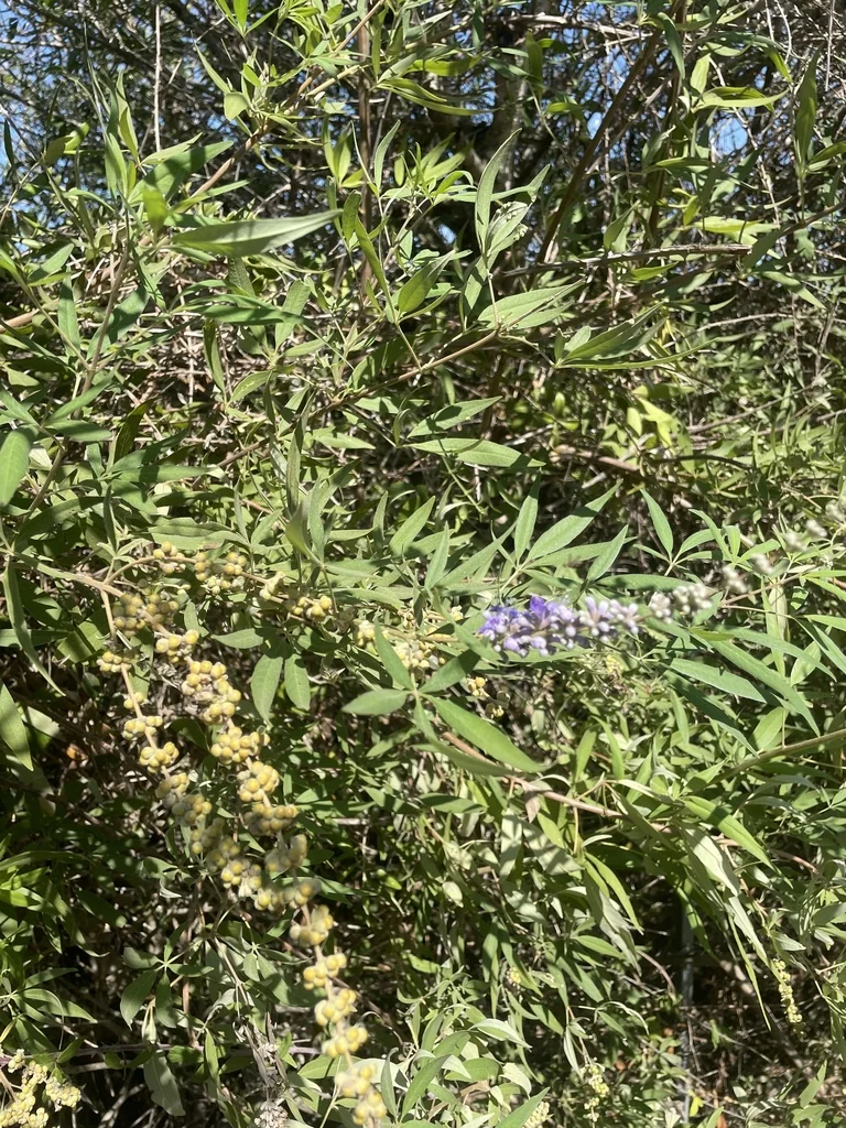 Vitex Agnus-Castus