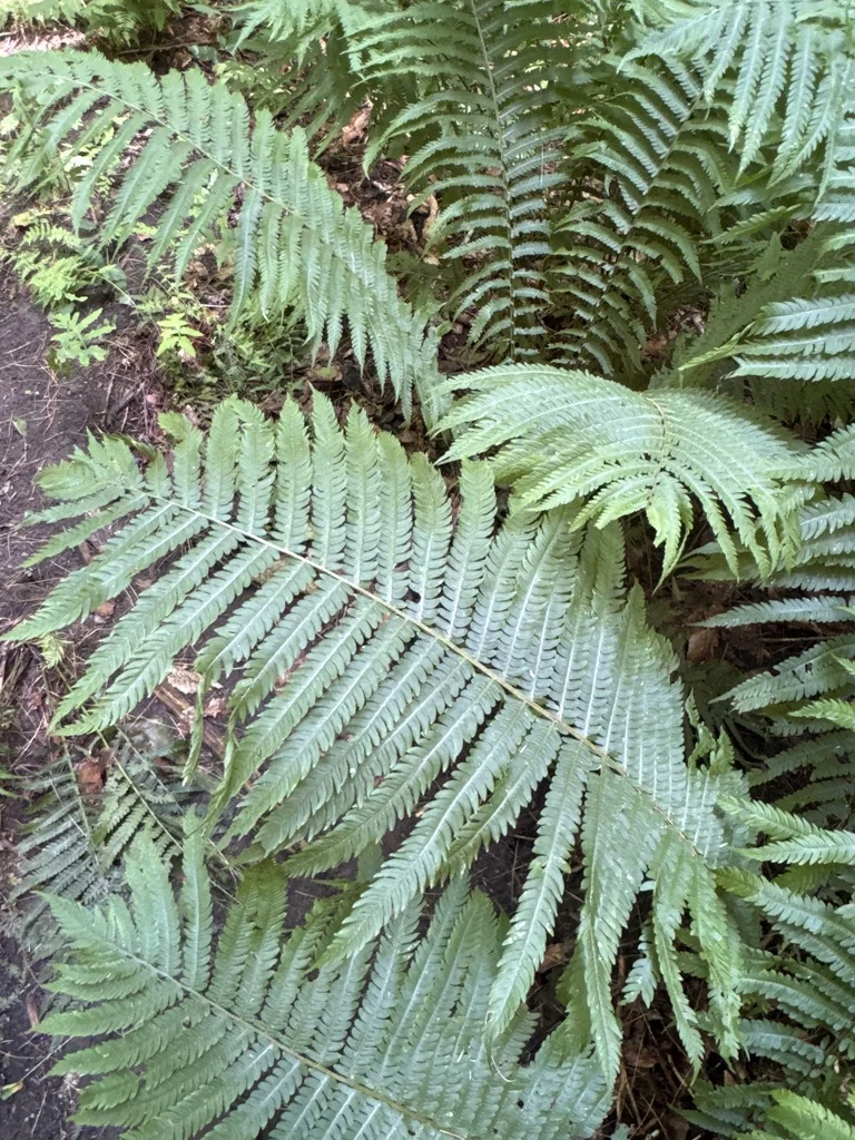 Matteuccia Struthiopteris