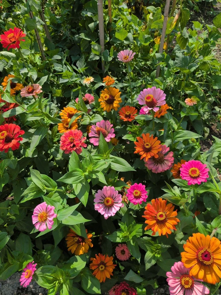 Zinnia Elegans