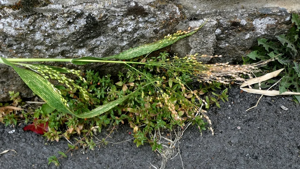 Panicum Miliaceum