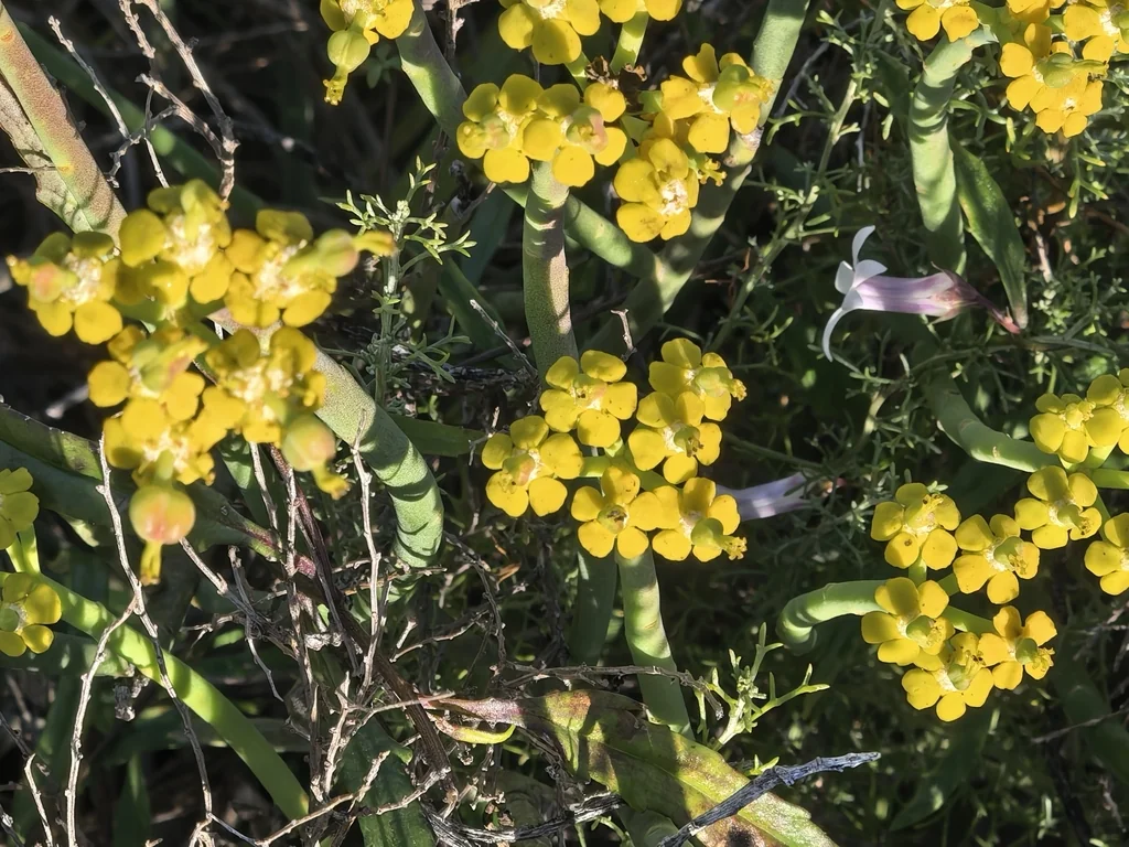 Euphorbia Mauritanica