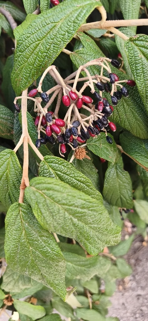Viburnum Rhytidophyllum