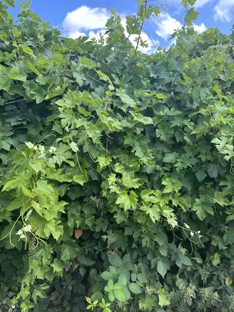 Vitis Vinifera