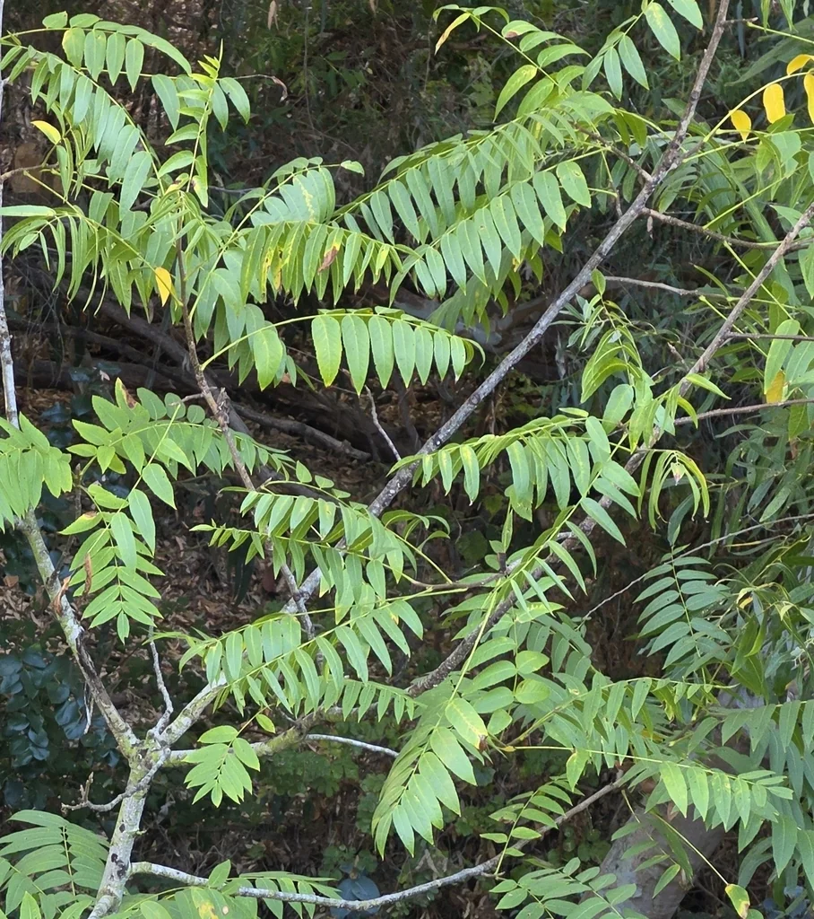 Juglans Californica
