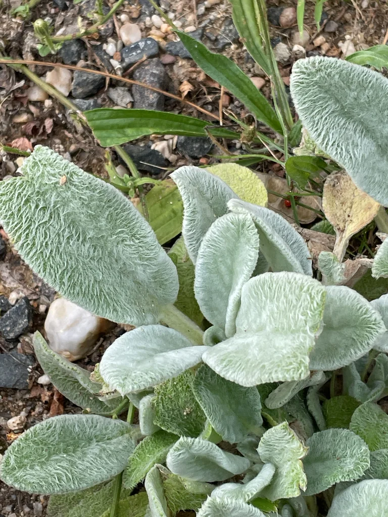 Stachys Byzantina