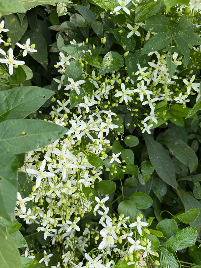 Clematis Ternifolia