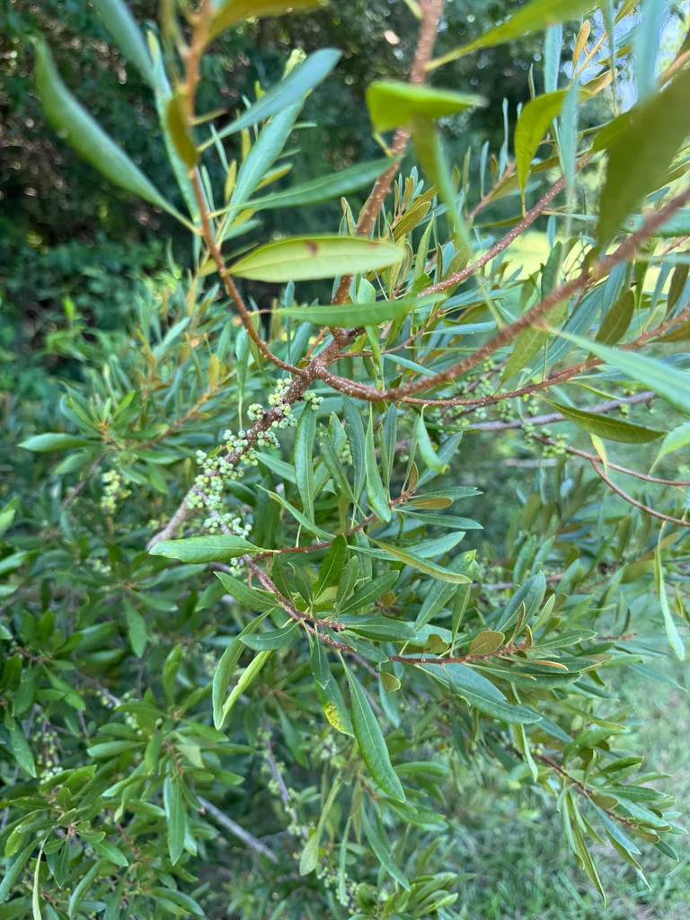 Morella Cerifera