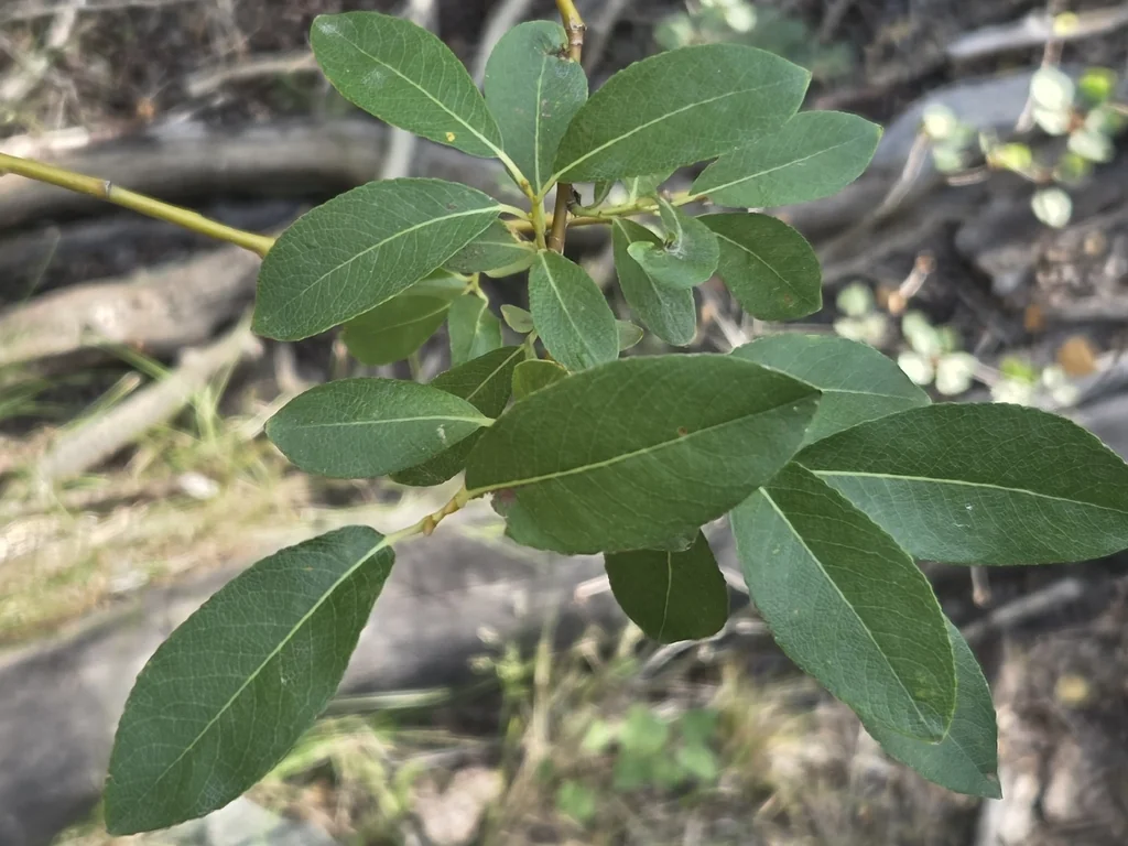 Salix Scouleriana