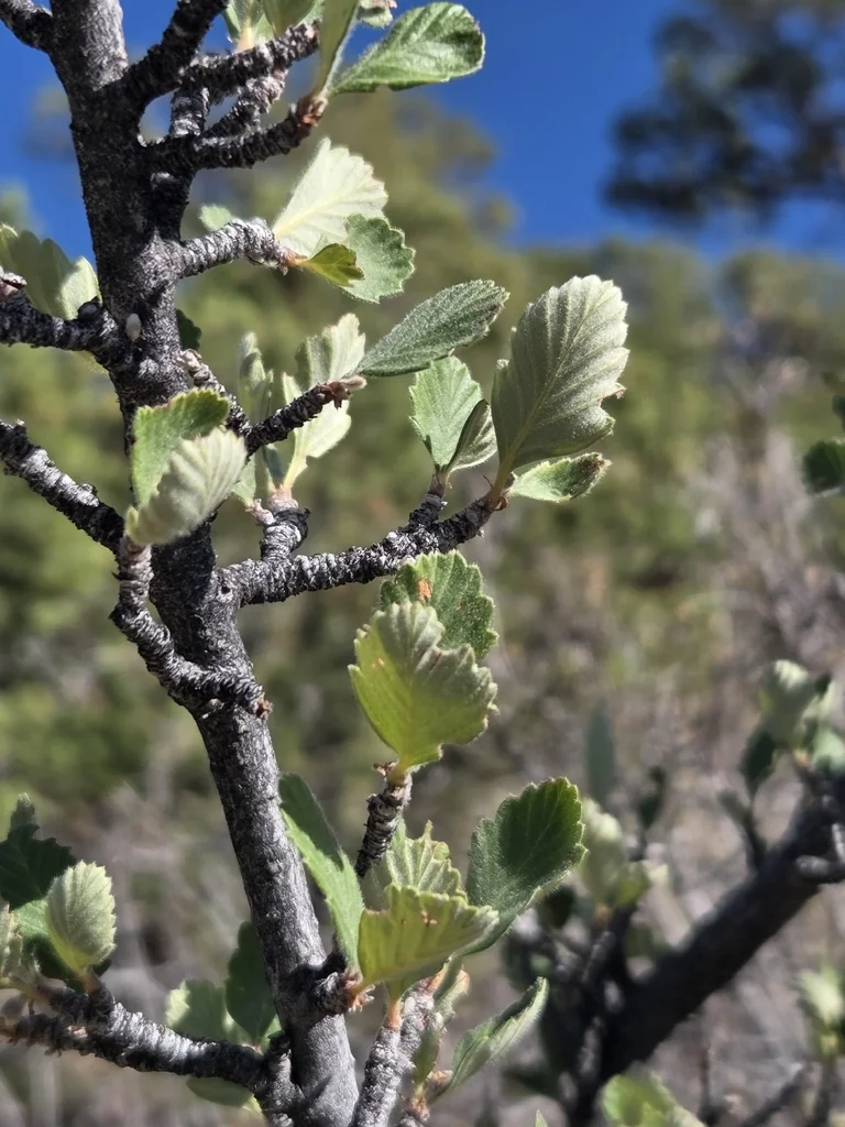 Cercocarpus Montanus