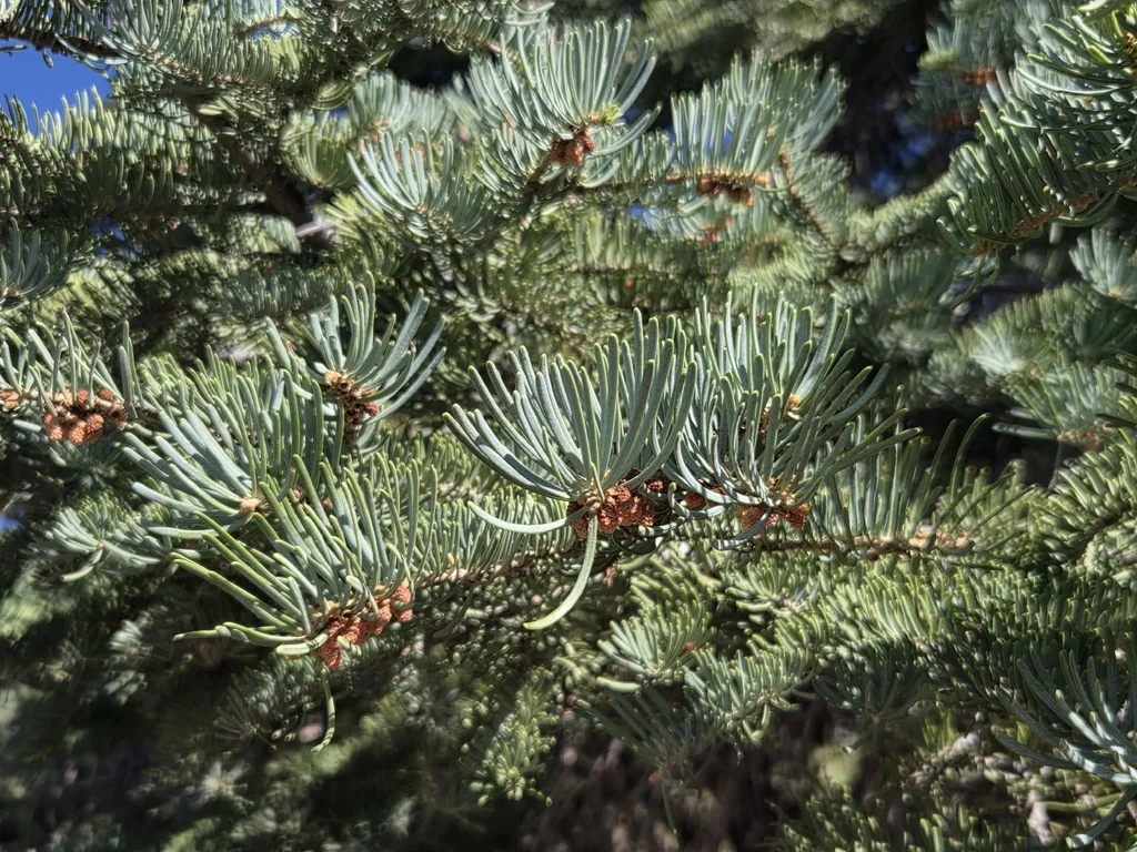 Abies Concolor