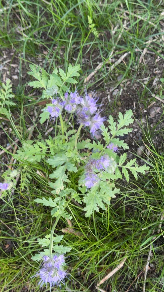 Phacelia Tanacetifolia