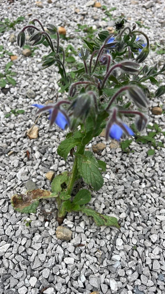 Borago Officinalis