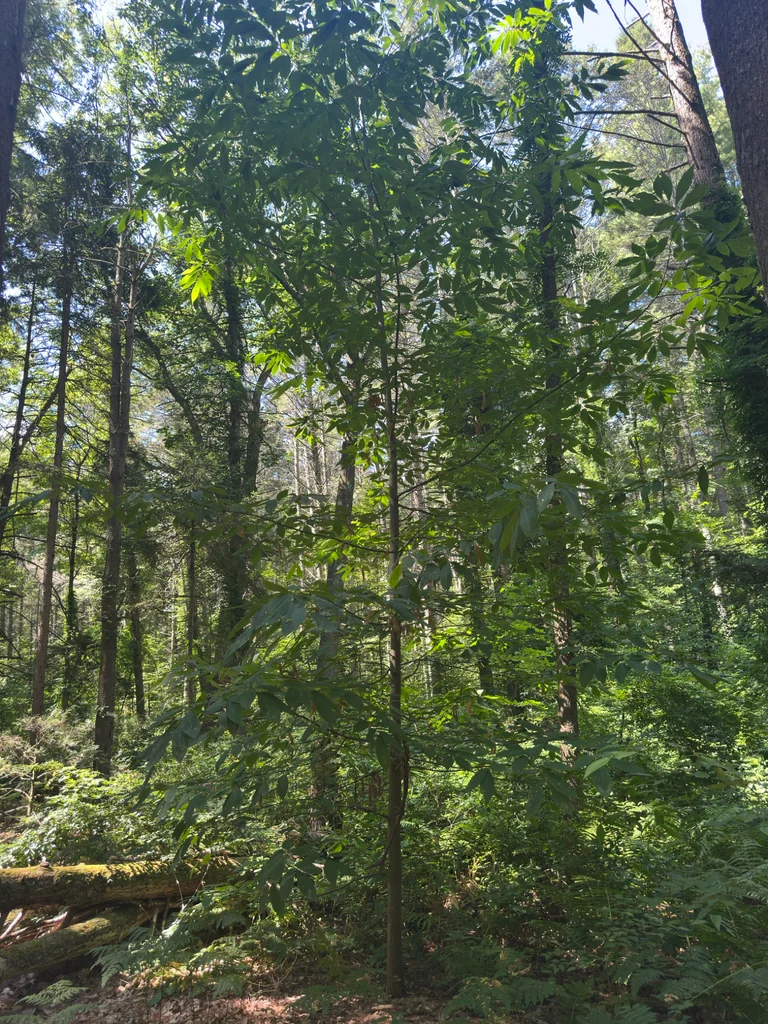 Castanea Dentata