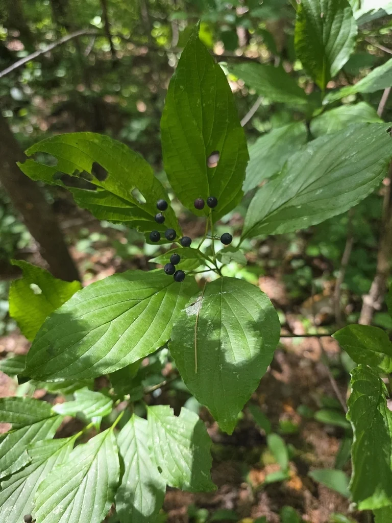 Cornus Alternifolia