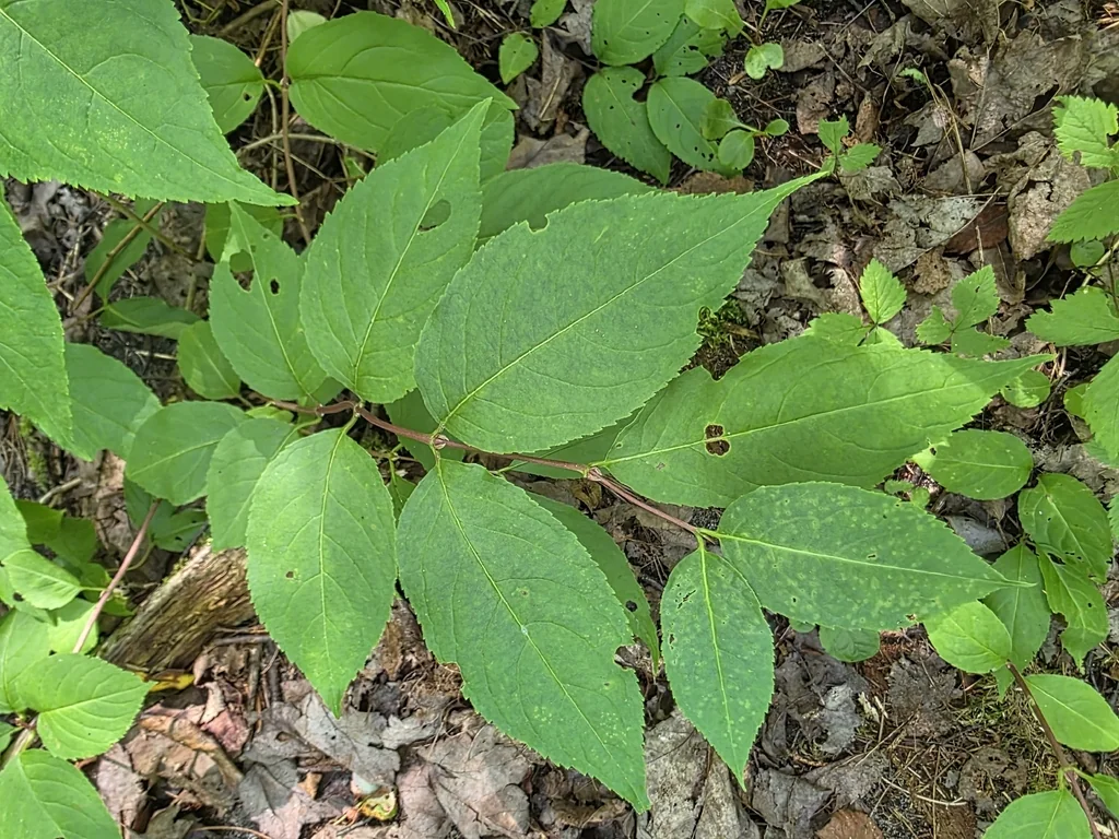 Diervilla Lonicera