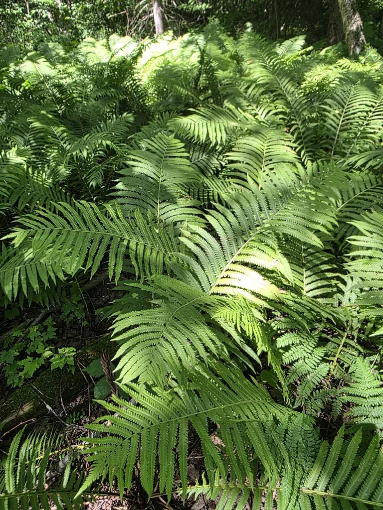 Matteuccia Struthiopteris